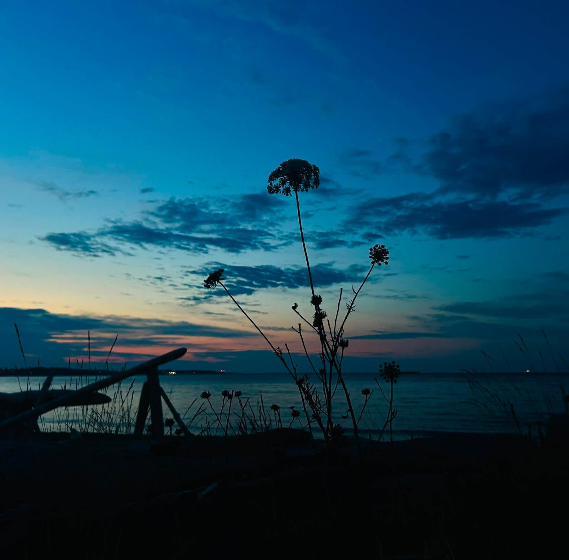 Wildflower silhouettes against a twilight sky over the water