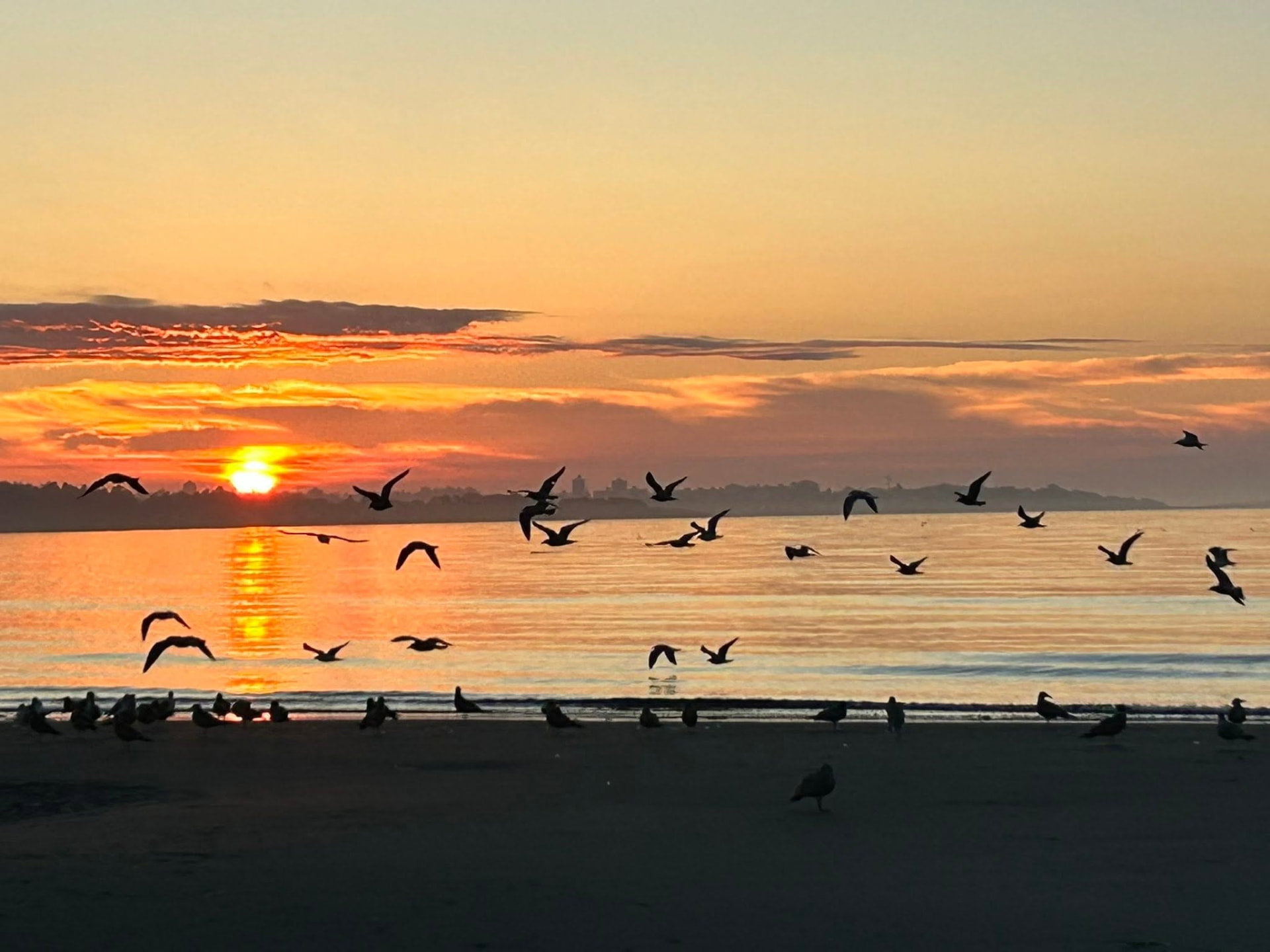 Seagulls flying over a Colwood beach at sunset